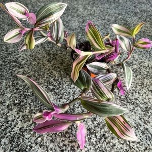 Huge Variegated Nanouk plant fully rooted